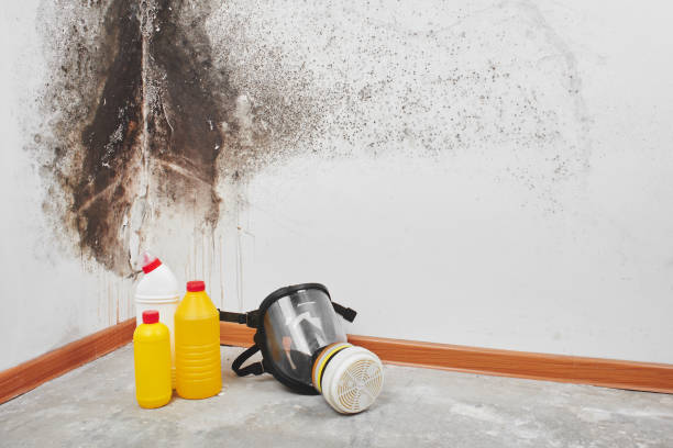 Best Mold Removal and Inspection  in San Martin, CA