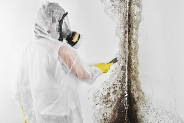 Best Fast Mold Removal  in San Martin, CA