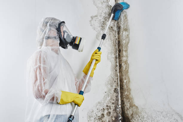 Best Mold Removal Specialists  in San Martin, CA