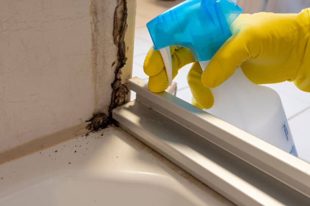 Best Office Mold Removal Services  in San Martin, CA
