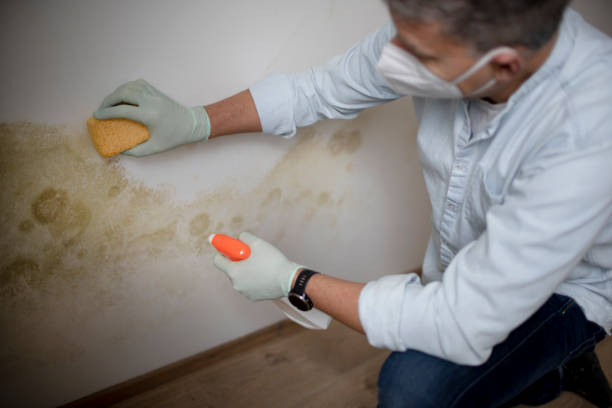 Best Best Mold Removal Companies  in San Martin, CA