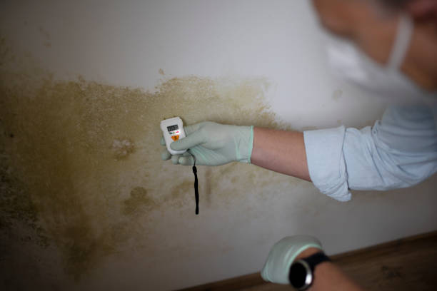 Best Professional Mold Removal  in San Martin, CA