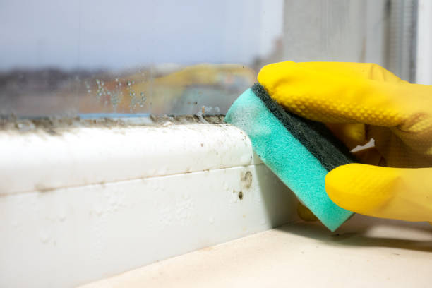 Best Attic Mold Removal  in San Martin, CA