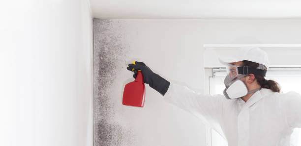Best Fast Mold Removal  in San Martin, CA