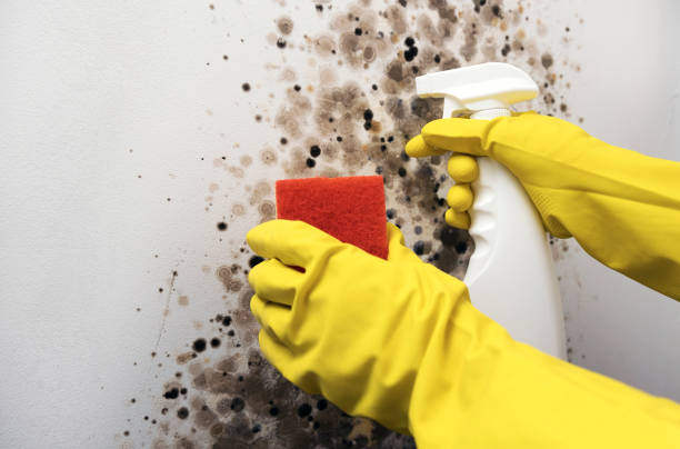 Best Commercial Mold Removal  in San Martin, CA