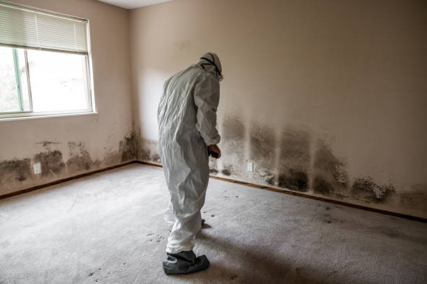 Best Mold Cleaning Services  in San Martin, CA