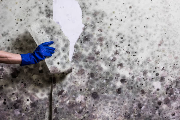 Best Home Mold Removal  in San Martin, CA