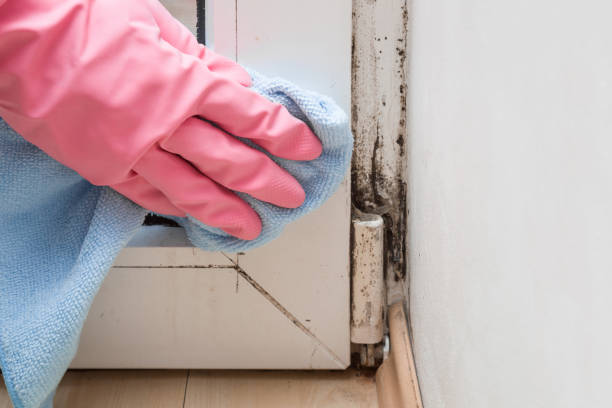 Best Local Mold Removal Service  in San Martin, CA
