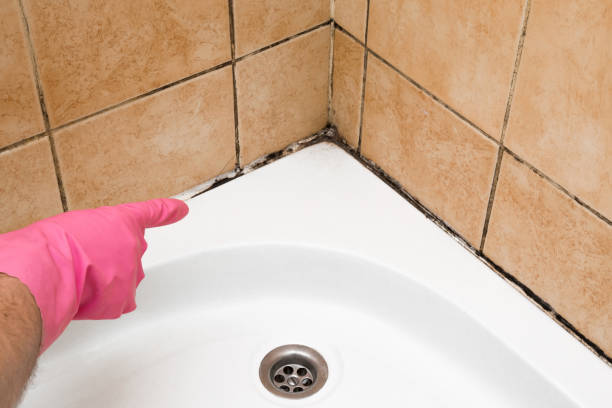 Best Commercial Mold Removal  in San Martin, CA