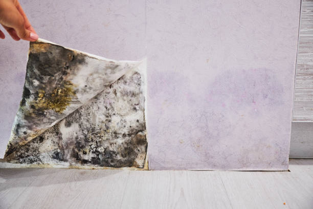 Best Toxic Mold Removal  in San Martin, CA